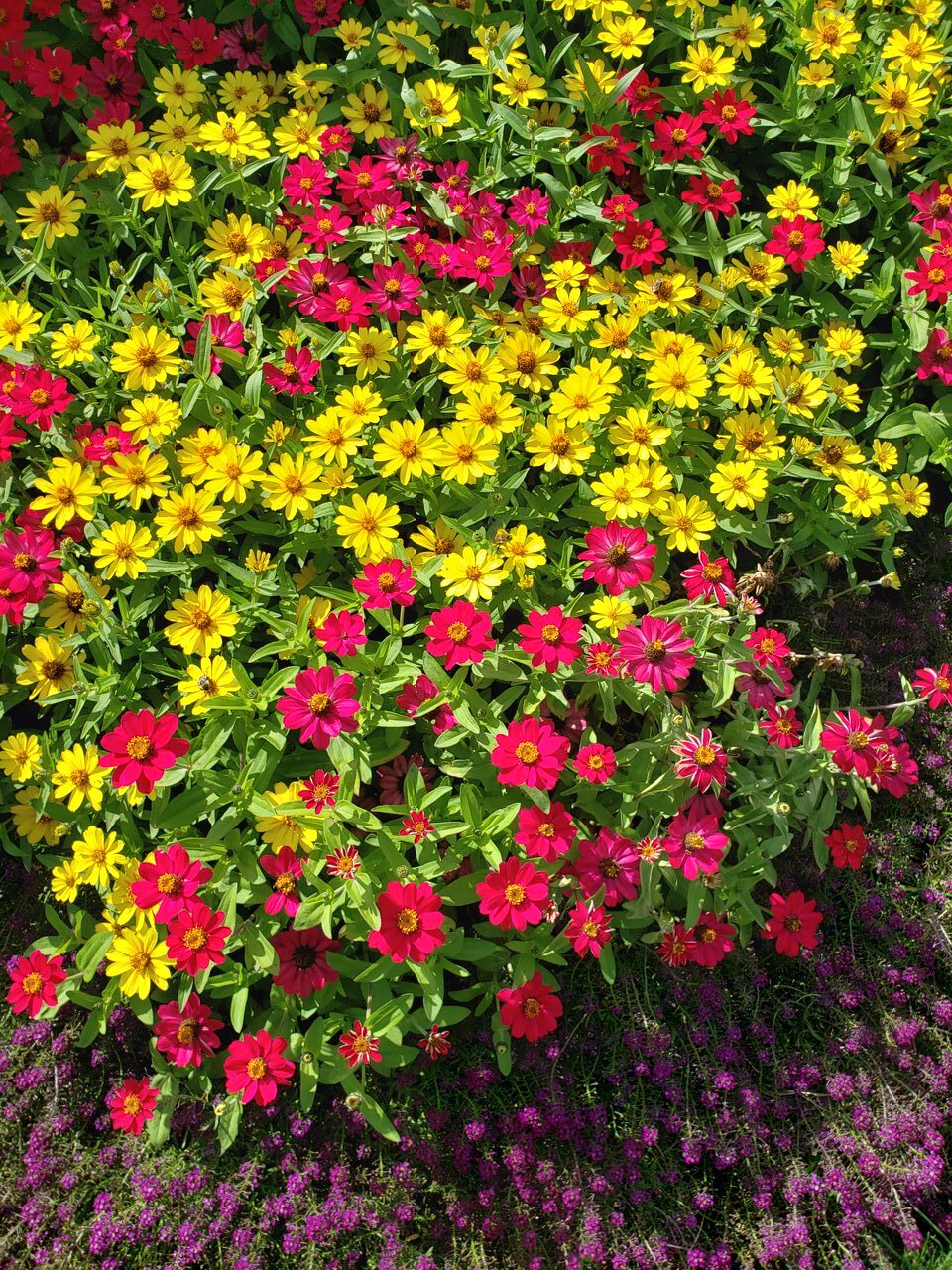 Flowers