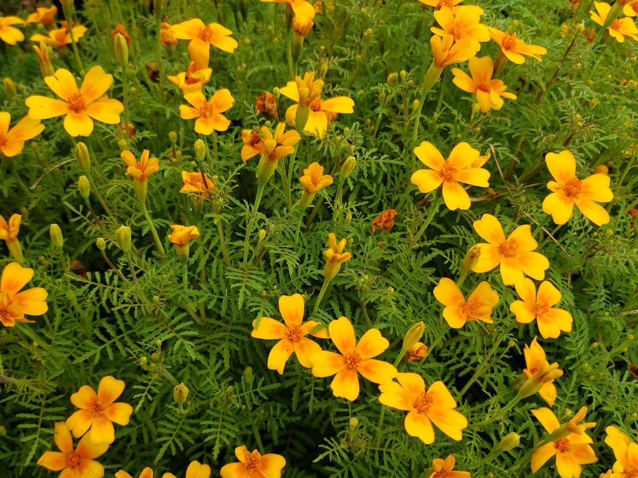Flowers